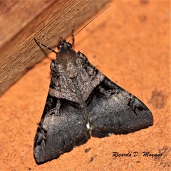 Melipotis nigrobasis