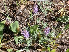 Lupinus lepidus sellulus