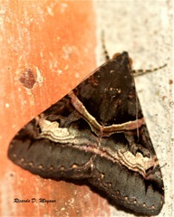 Melipotis nigrobasis