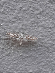 Parapoynx fluctuosalis