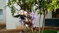 Xylocopa ruficornis