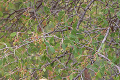Amelanchier utahensis utahensis