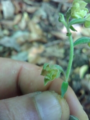 Epipactis microphylla