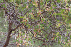 Amelanchier utahensis utahensis