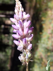 Lupinus lepidus sellulus