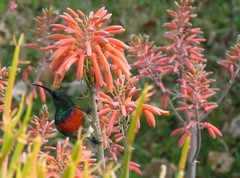 Cinnyris chalybeus subalaris