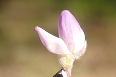 Lupinus lepidus sellulus
