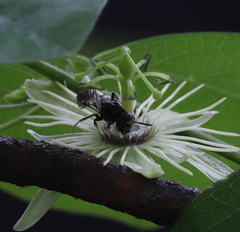 Protandrena passiflorae