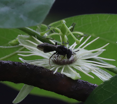 Protandrena passiflorae