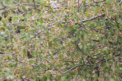 Amelanchier utahensis utahensis