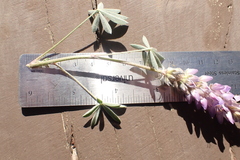 Lupinus lepidus sellulus