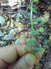 Epipactis microphylla