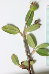 Amelanchier utahensis utahensis