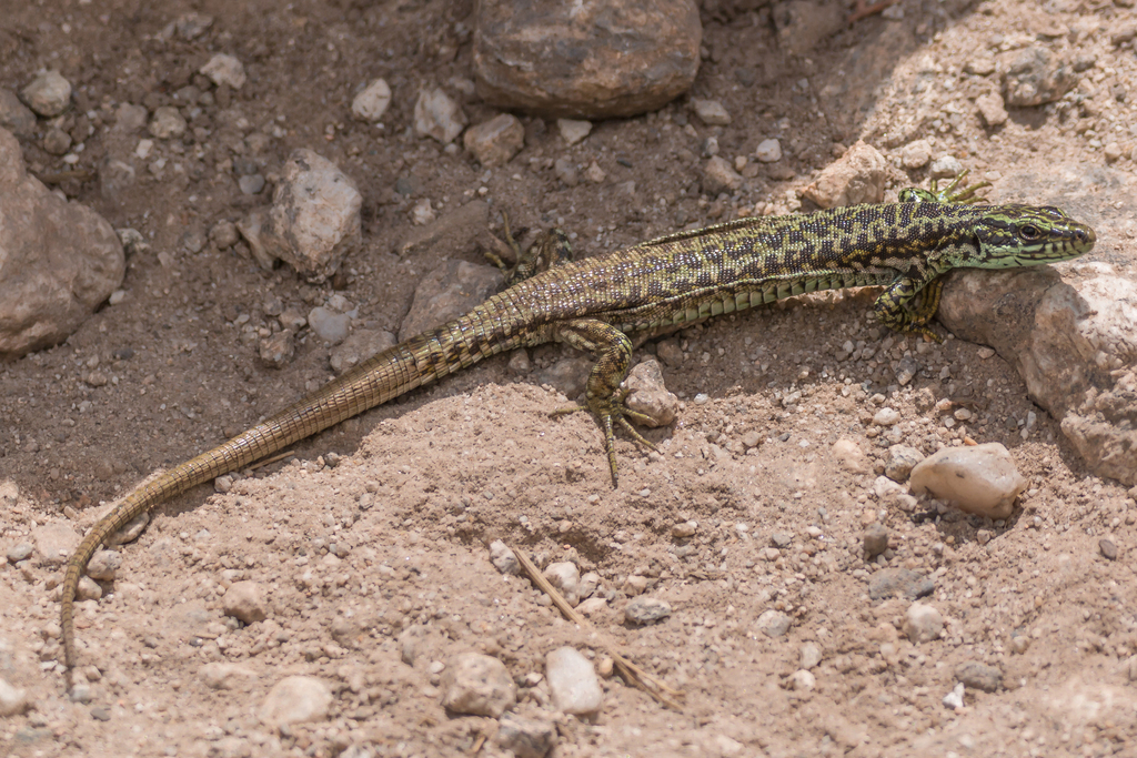 Iberolacerta in June 2022 by Agustín Silgado · iNaturalist