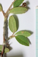 Amelanchier utahensis utahensis