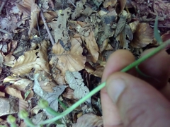 Epipactis microphylla