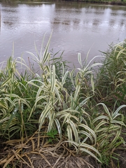 Arundo donax versicolor