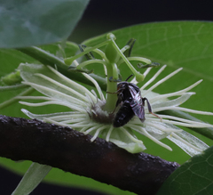 Protandrena passiflorae