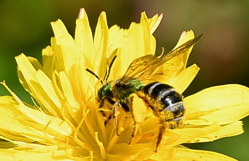 Bicolored Striped Sweat Bee from Randolph County, WV, USA on June 28 ...