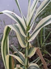 Arundo donax versicolor