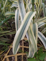 Arundo donax versicolor