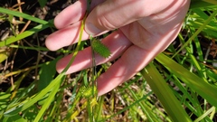 Carex hystericina