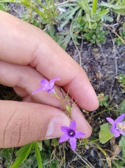 Campanula lusitanica
