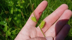 Carex hystericina