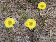 Ranunculus adoneus