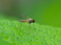 Chrysopilus modestus
