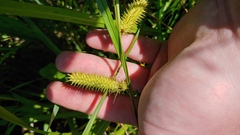 Carex hystericina