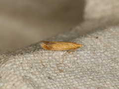 Tischeria ekebladella