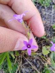 Campanula lusitanica