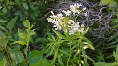 Napaea dioica
