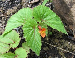 Begonia sutherlandii