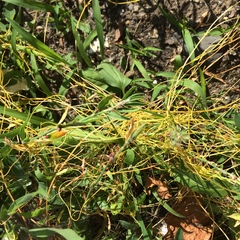 Cuscuta