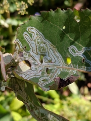 Phyllocnistis labyrinthella