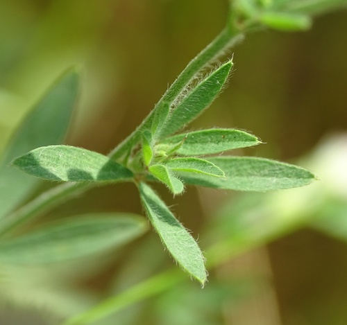 Trifolium arvense
