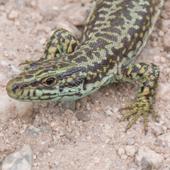 Iberolacerta cyreni