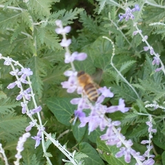 Apis mellifera