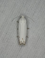 Hystrichophora vestaliana