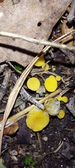 Phaeohelotium baileyanum