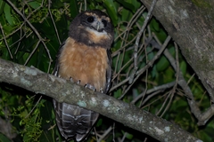 Pulsatrix koeniswaldiana