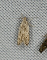 Helcystogramma hystricella