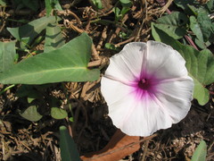 Ipomoea aquatica