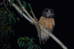 Pulsatrix koeniswaldiana