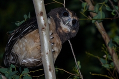 Pulsatrix koeniswaldiana