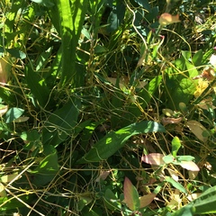 Cuscuta