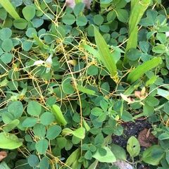 Cuscuta