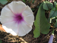 Ipomoea aquatica